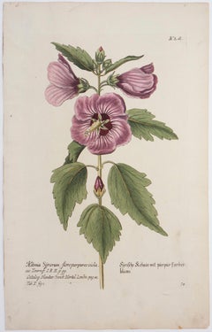 "Syrian Ketmia with Purple Flowers, " Vintage Botanical Print
