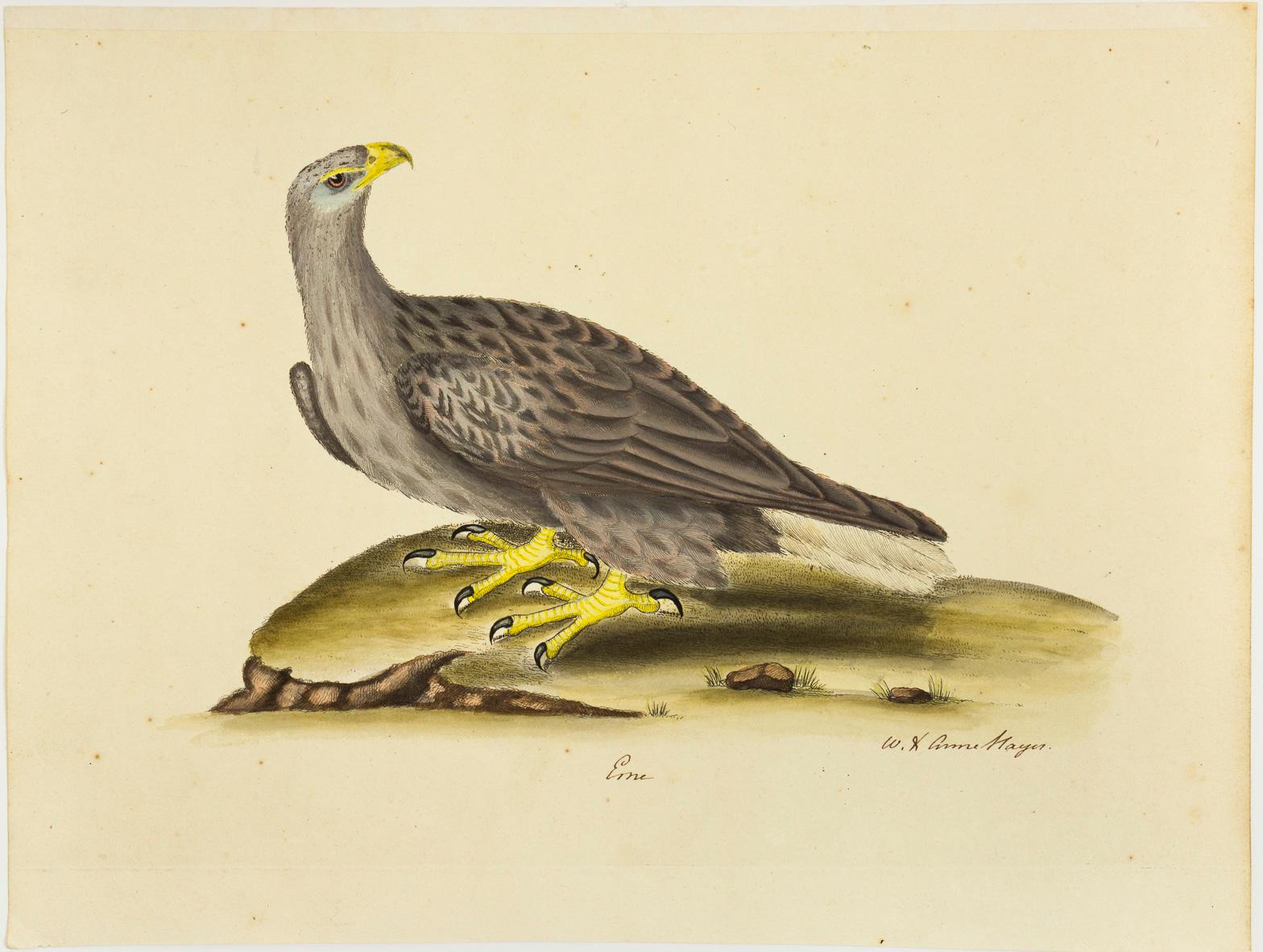 William Hayes Animal Print - "Erne, " Antique Bird Print