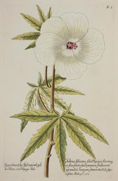 "American Ketmia Hibiscus, " Vintage Botanical Print