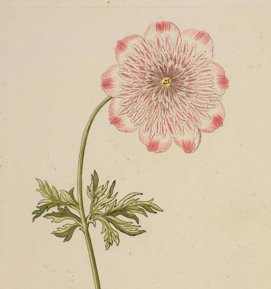 Anemone florepleno (A.4) - Print by Georg Wolfgang Knorr