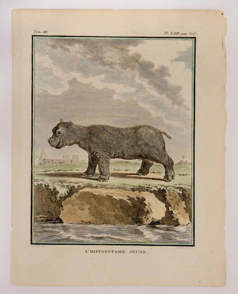 Animal Print Jacques de Seve - L'Hippotame Jeune