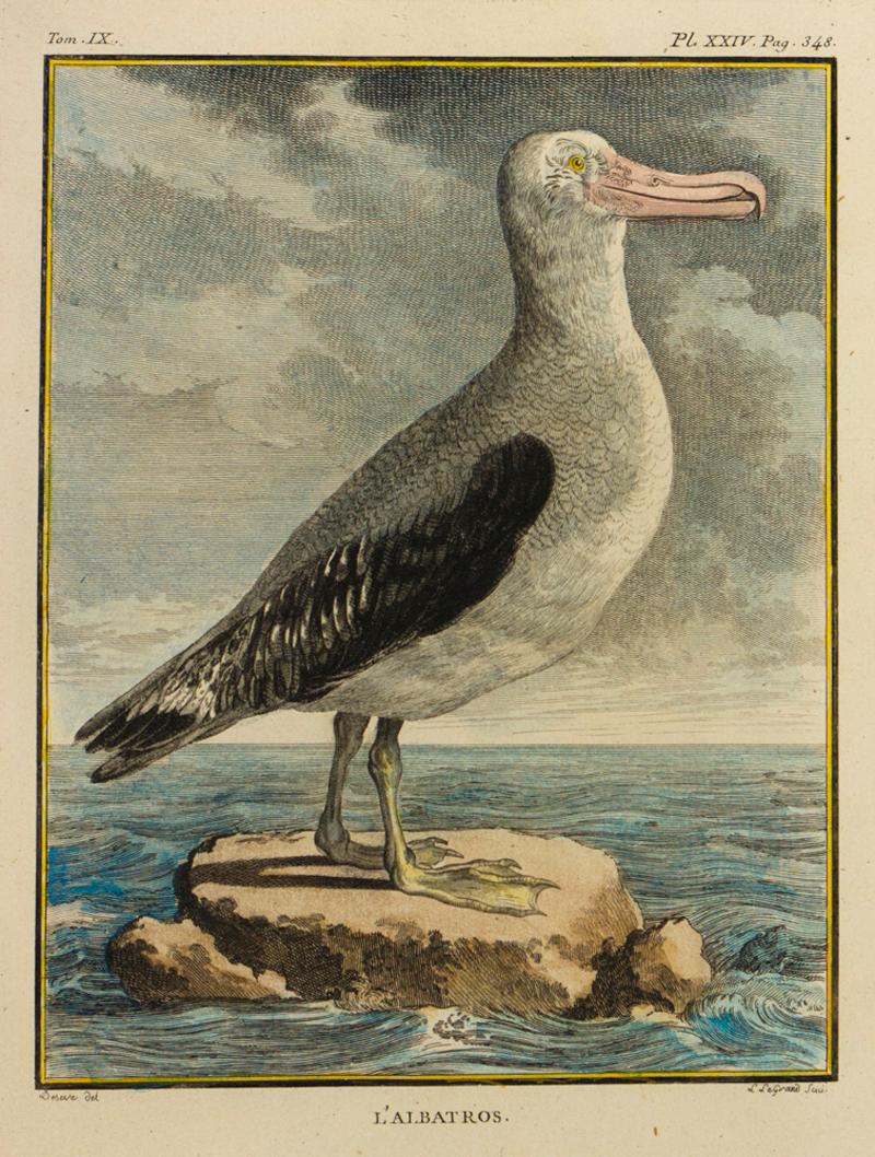 L'Albatross - Print by Jacques de Seve