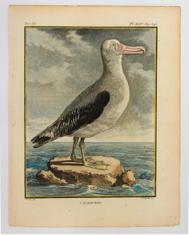 Jacques de Seve Animal Print - L'Albatross