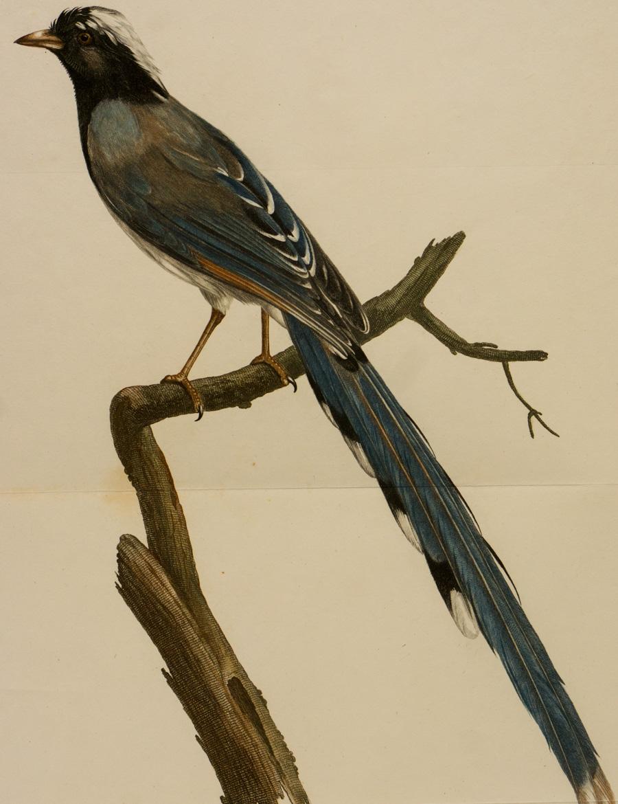 Bleue „Patch“ – Print von Johann Lebrecht Reinold