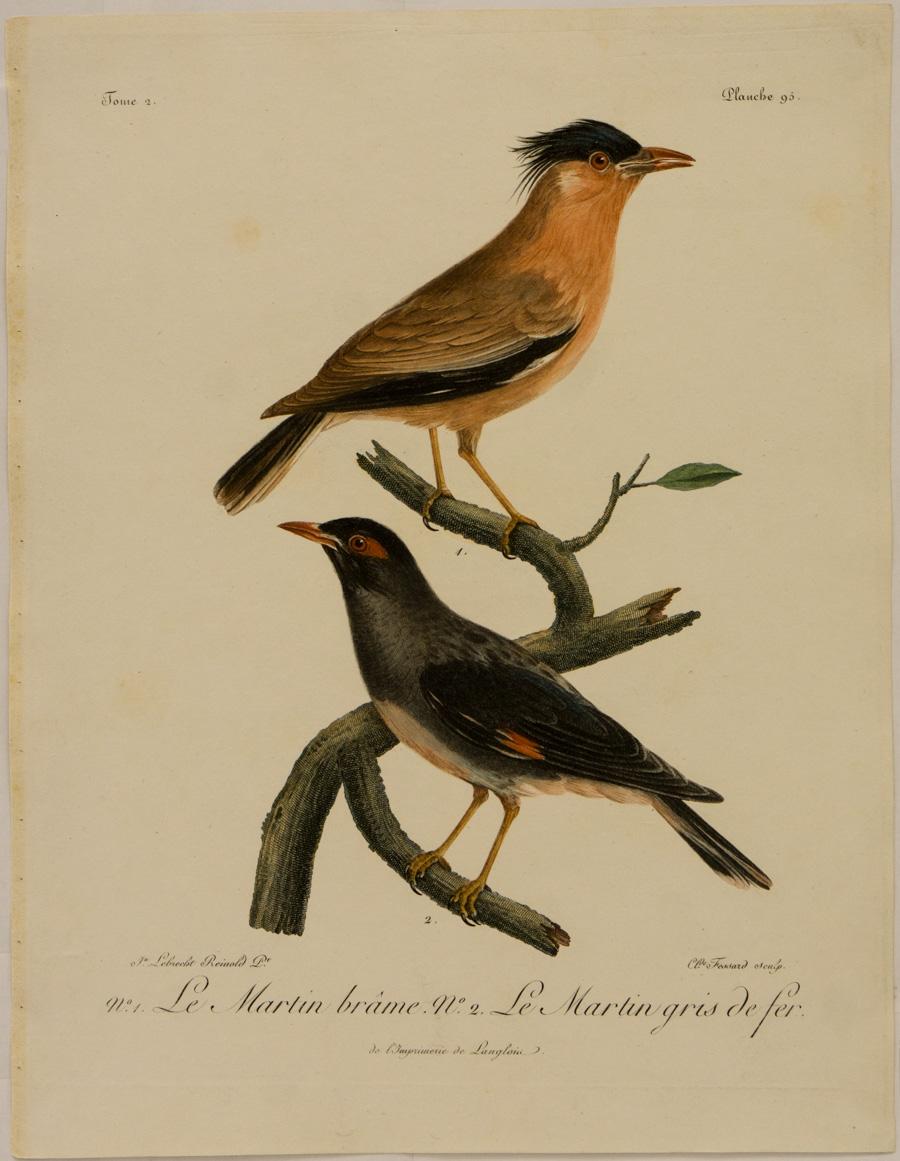 Johann Lebrecht Reinold Animal Print - No. 1, Le Martin brâme; No.2, Le Martin gris de fer