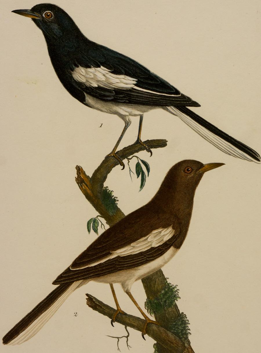 Le Cadran Male, Abb. 1, Abb. 2, La Femelle – Print von Johann Lebrecht Reinold