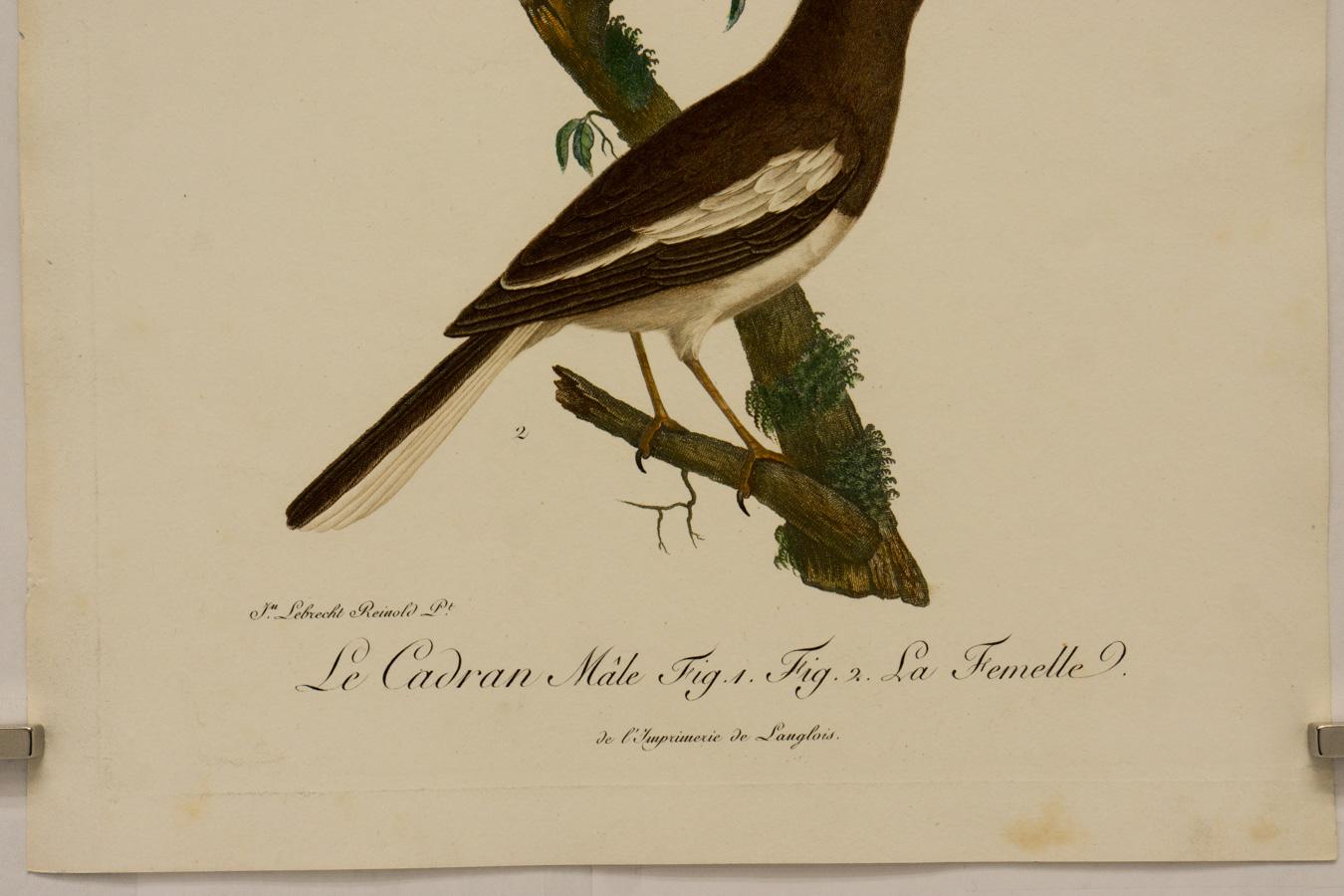 Le Cadran Male, Abb. 1, Abb. 2, La Femelle (Beige), Animal Print, von Johann Lebrecht Reinold