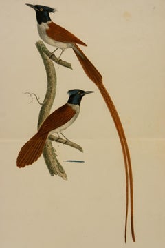 gobe-mouches Le Gobe - Mouches Tchitrec beroux, fig. 1 Le Male. fig. 2 la femlle.