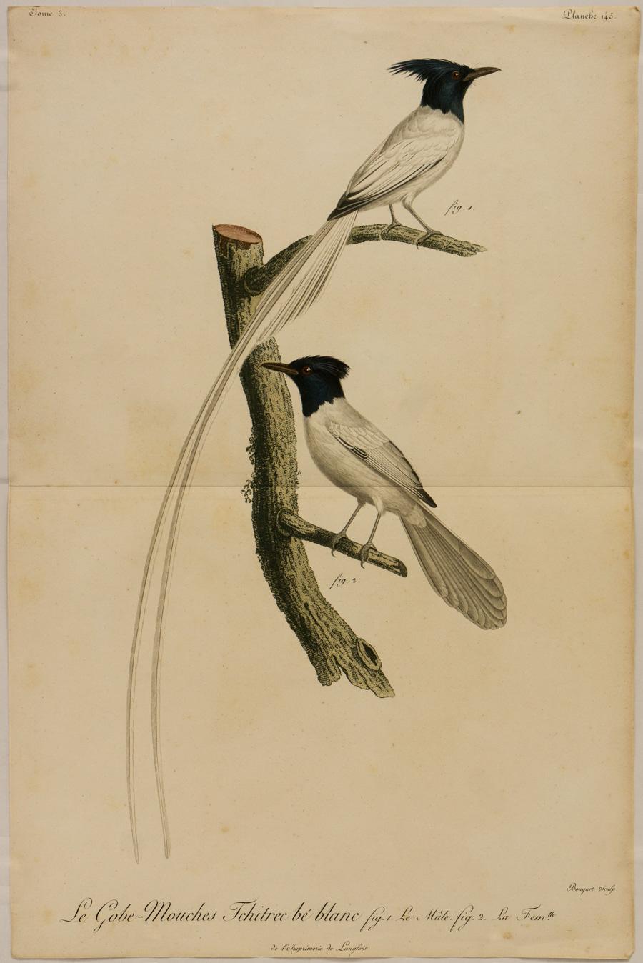 Le Gobe - Mouches Tchitrec bé blanc, fig. 1 Le Male. fig 2. La Femlle. - Print by Johann Lebrecht Reinold