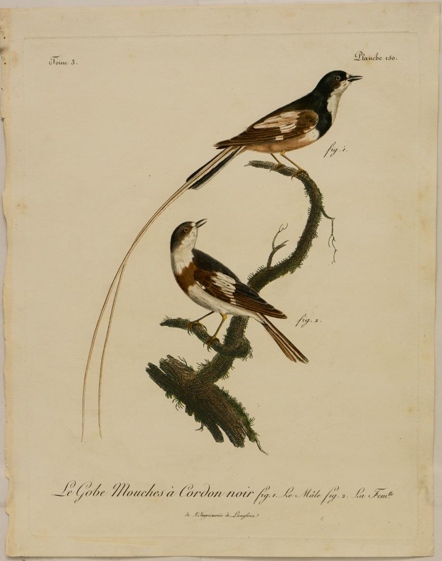 Johann Lebrecht Reinold Animal Print - Le Gobe Mouches à Cordon noir, fig. 1 Le Male. fig. 2 la femlle.