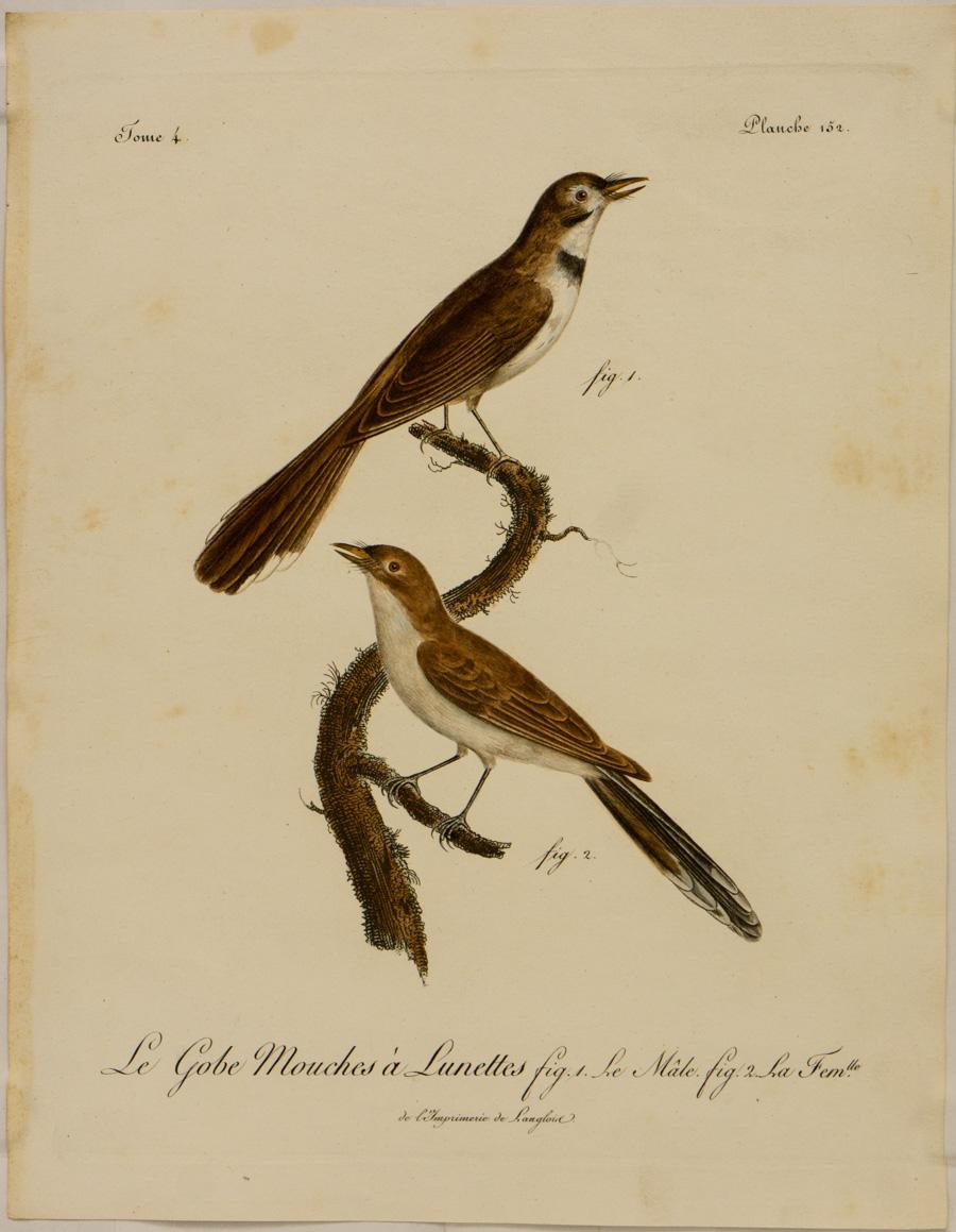 Johann Lebrecht Reinold Animal Print - Lo Gobe - Mouches Tchitrec A Lunettes fig. 1 Le male. fig. 2 La Femlle