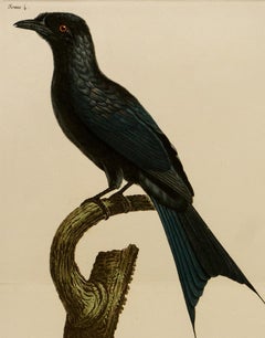 Antique Le Drongo a Racquettes. Mâle