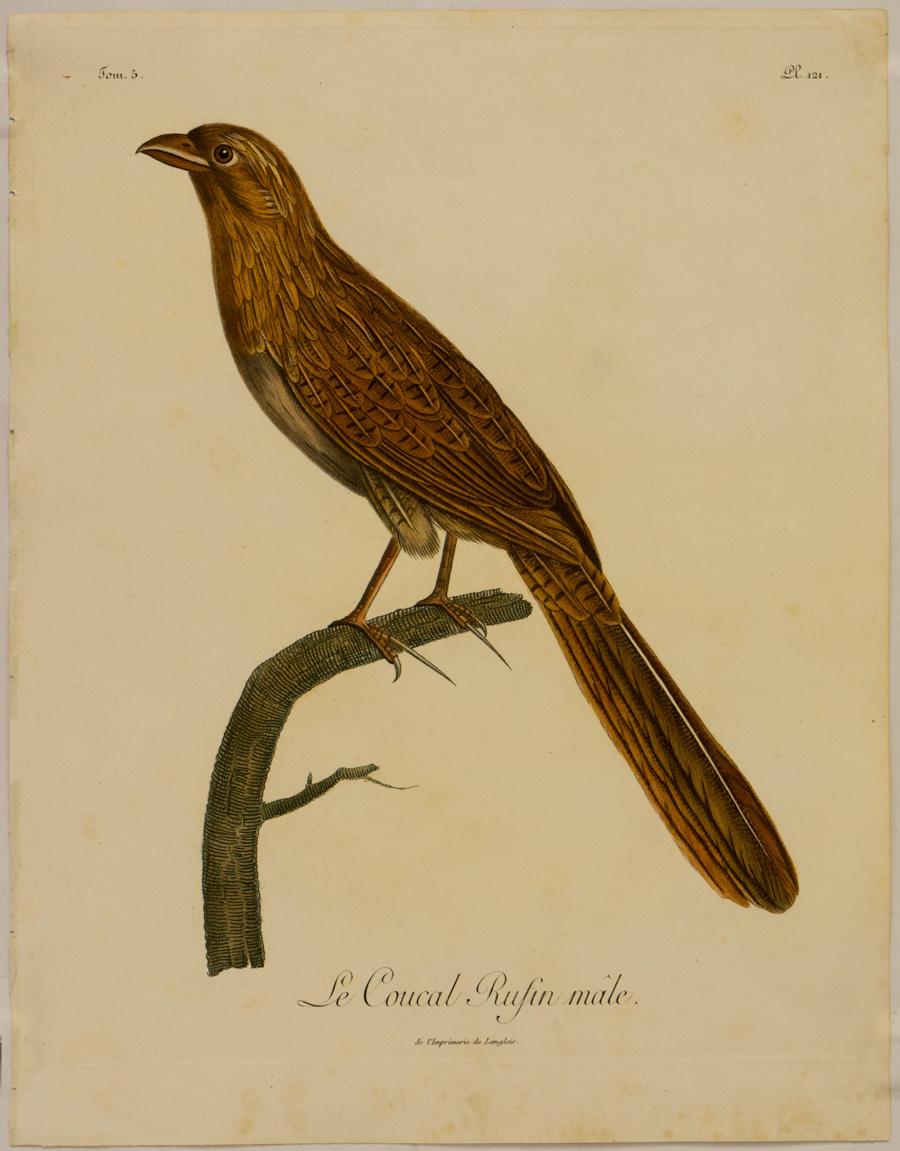 Johann Lebrecht Reinold Animal Print – Coucal-Rüschenkragen