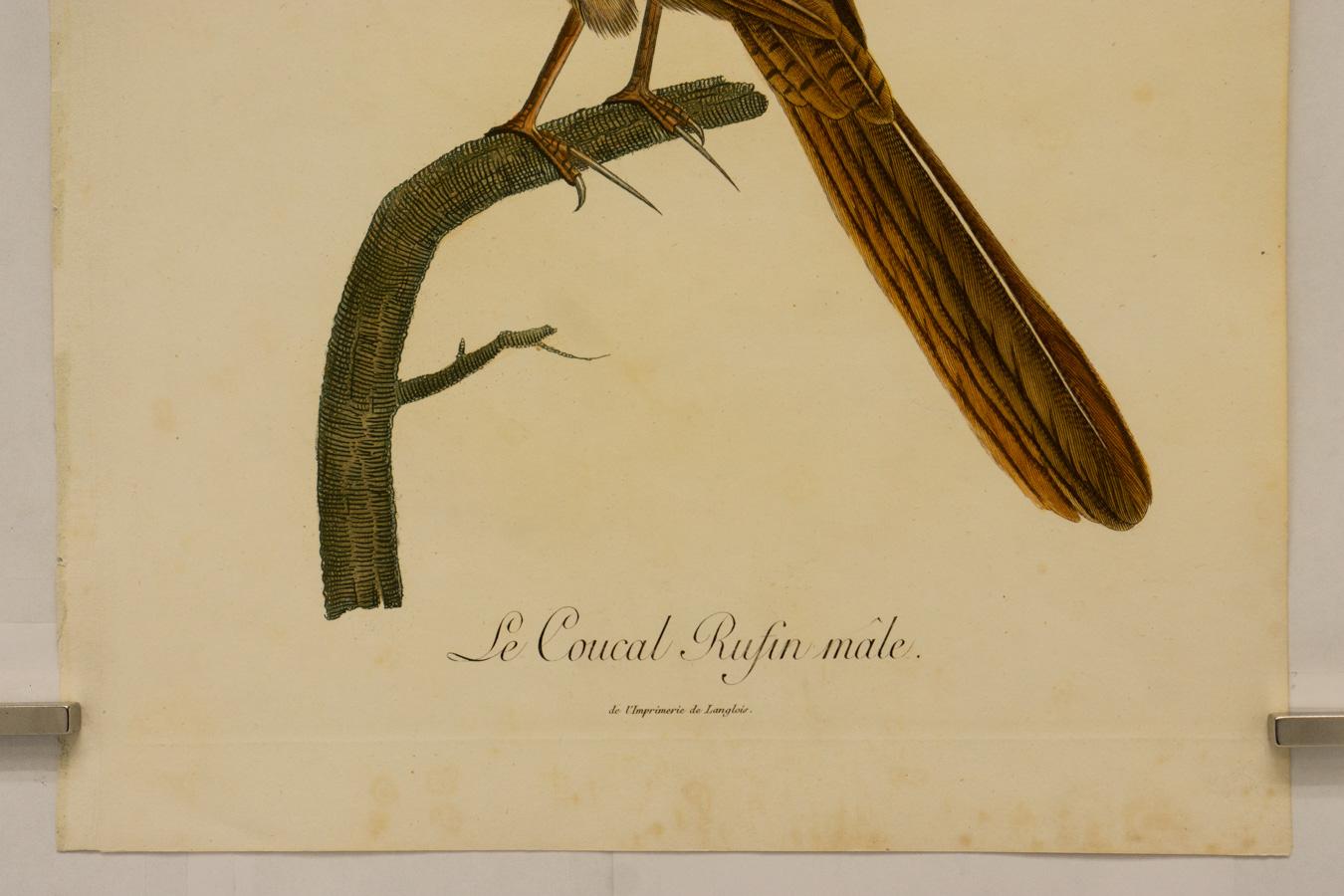 Coucal-Rüschenkragen (Beige), Animal Print, von Johann Lebrecht Reinold