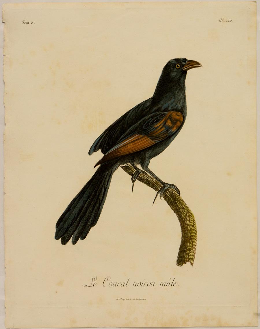 Johann Lebrecht Reinold Animal Print - Le Coucal noirou mâle