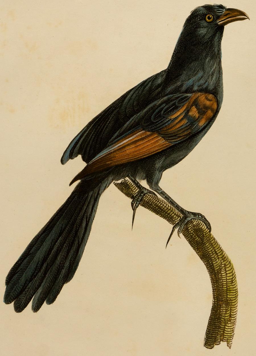 Le Coucal noirou mâle - Print by Johann Lebrecht Reinold