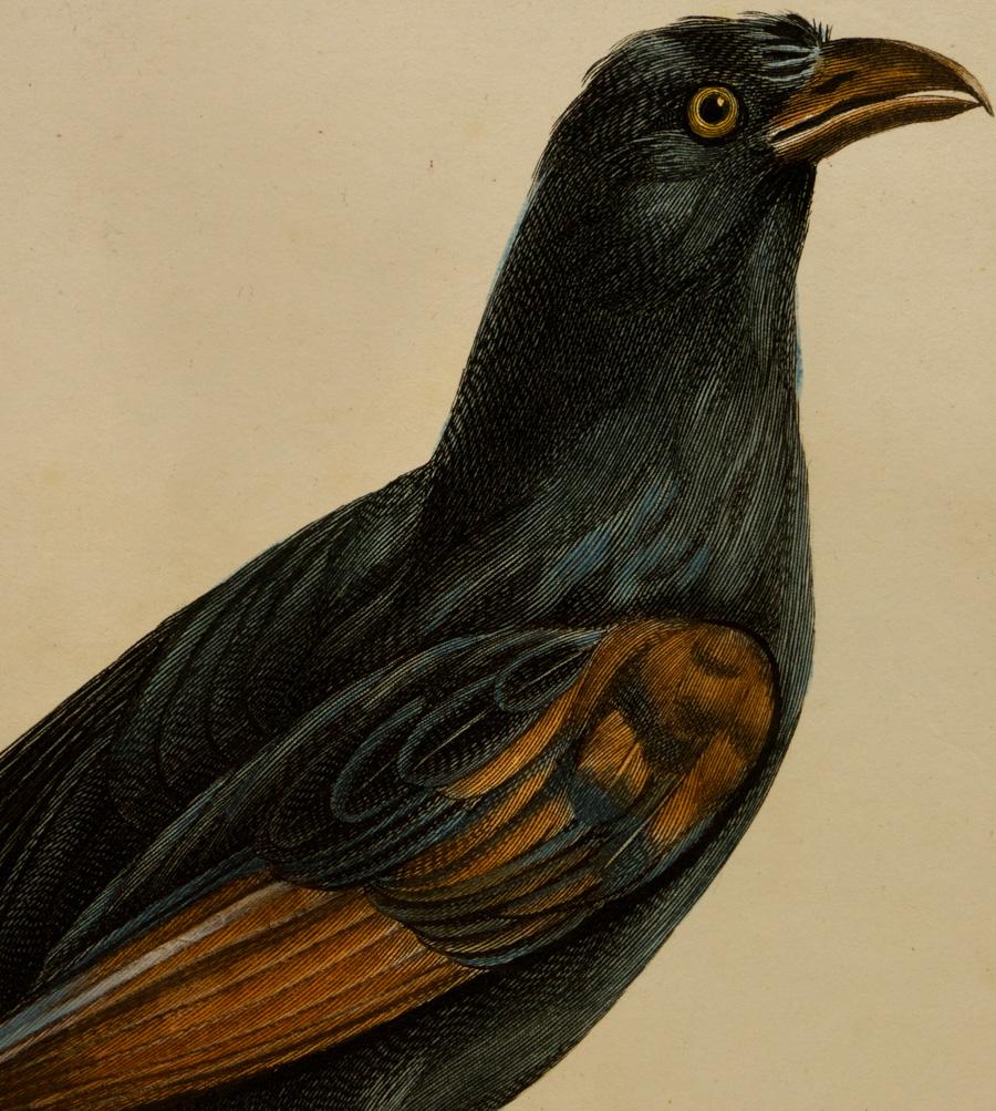 Le Coucal noirou mâle - Beige Animal Print by Johann Lebrecht Reinold