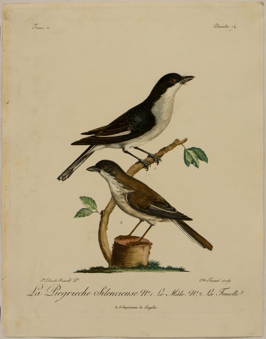 Johann Lebrecht Reinold Animal Print - La Piegrieche Silencieuse, No. 1. Le Mâle. No. 2. La Femelle