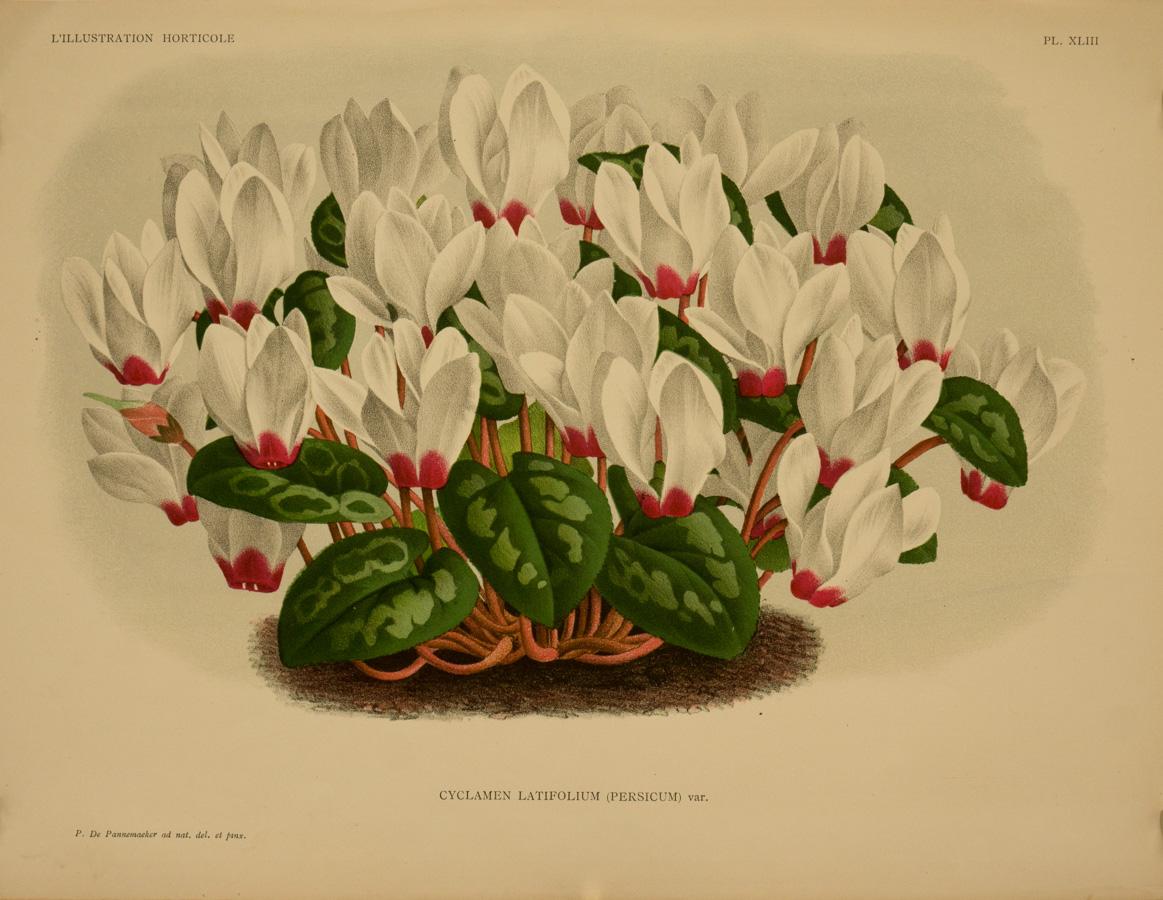 Peter De Pannemaeker Landscape Print - Cyclamen Latifolium (Persicum) var