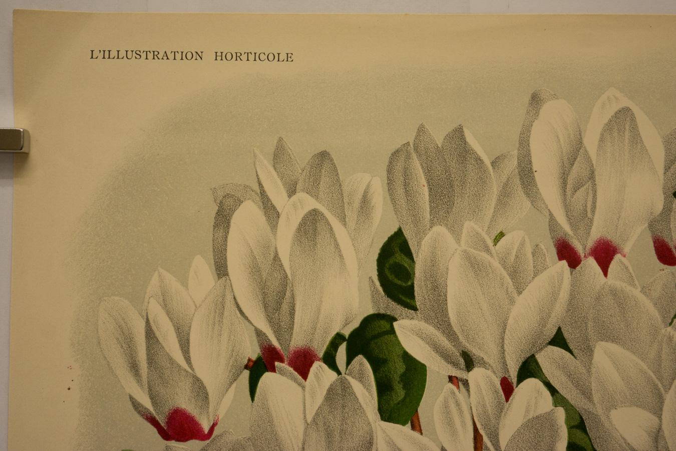 Cyclamen Latifolium (Persicum) var - Print by Peter De Pannemaeker