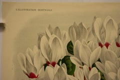 Cyclamen Latifolium (Persicum) var