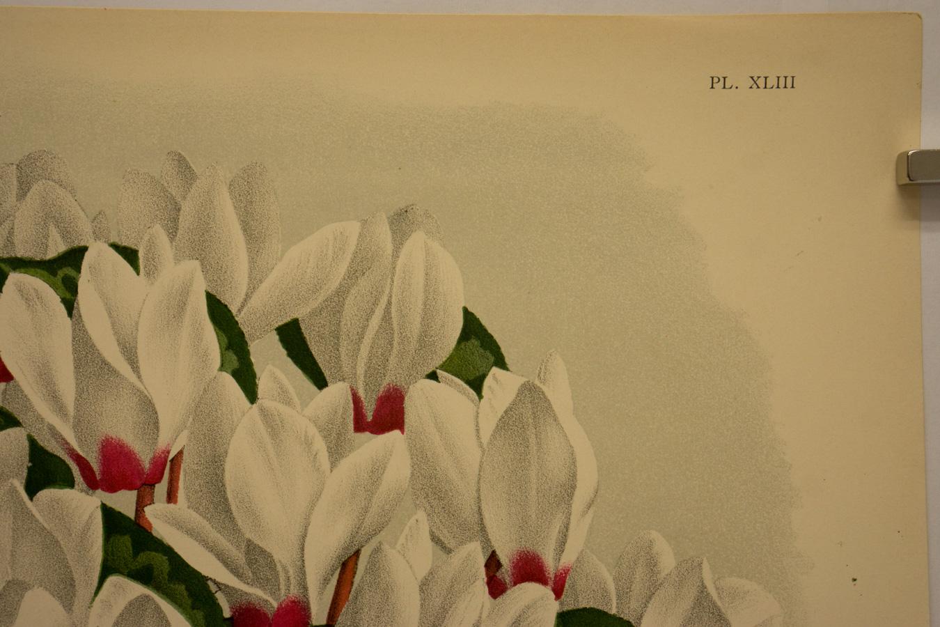 Cyclamen Latifolium (Persicum) var - Beige Landscape Print by Peter De Pannemaeker