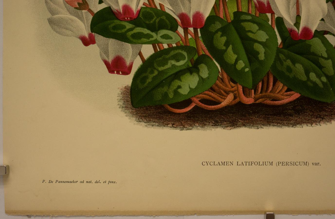 Chromolithograph after Peter De Pannemaeker, from L’Illustration Horticole: Revue Mensuelle Des Plantes Les Plus Remarquables [Horticulture Illustrated: The Monthly Journal of the Most Remarkable Plants]. Published by Jean Jules Linden (1817-1898)