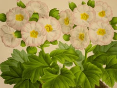 Primula Sinensis lindl. var.
