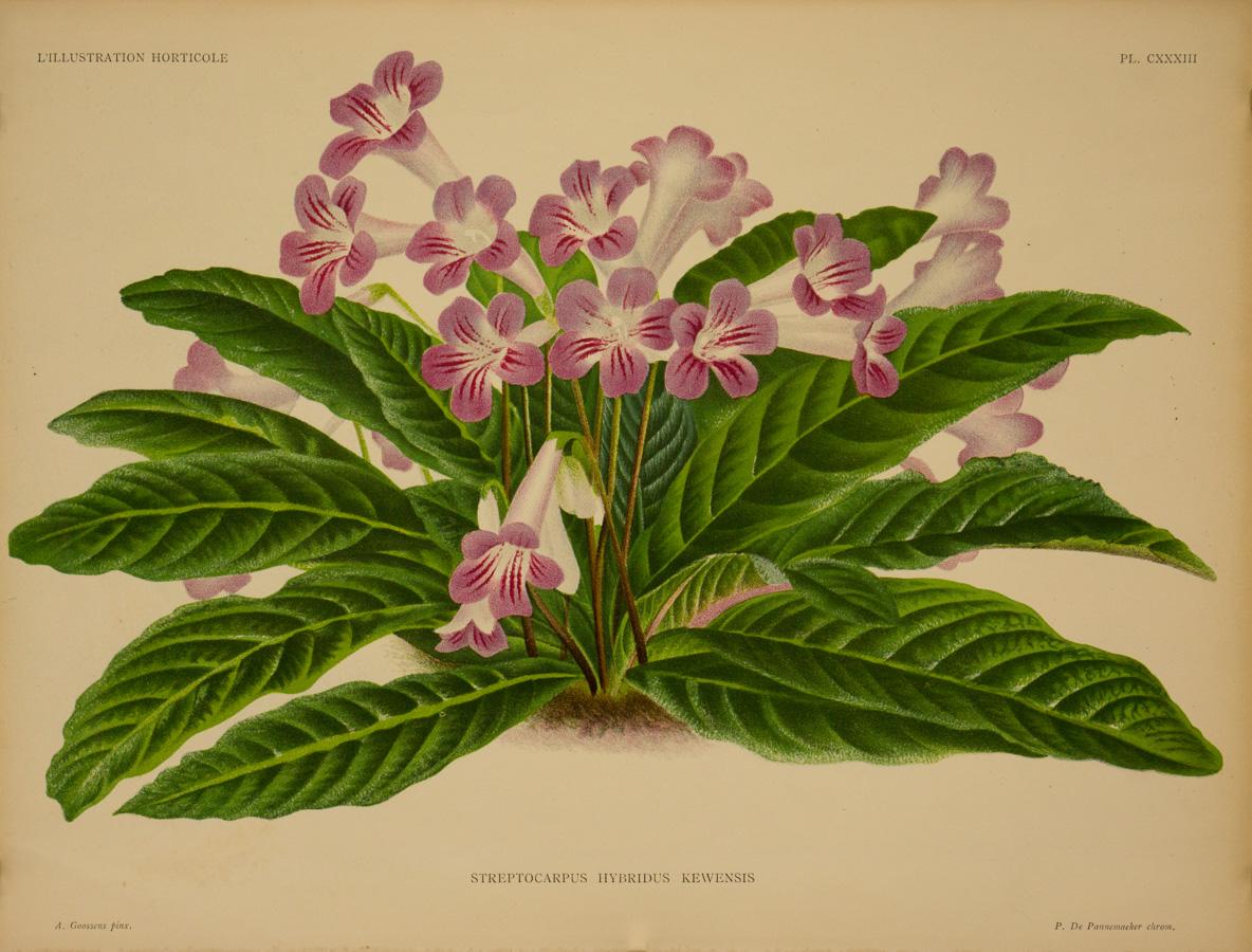 Peter De Pannemaeker Landscape Print - Streptocarpus Hybridus Kewensis