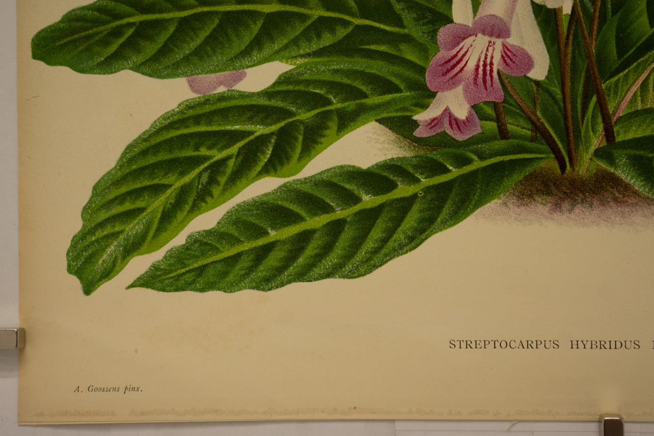 Streptocarpus Hybridus Kewensis - Print by Peter De Pannemaeker