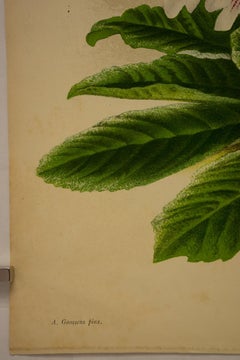 Streptocarpus Hybridus Watsoni