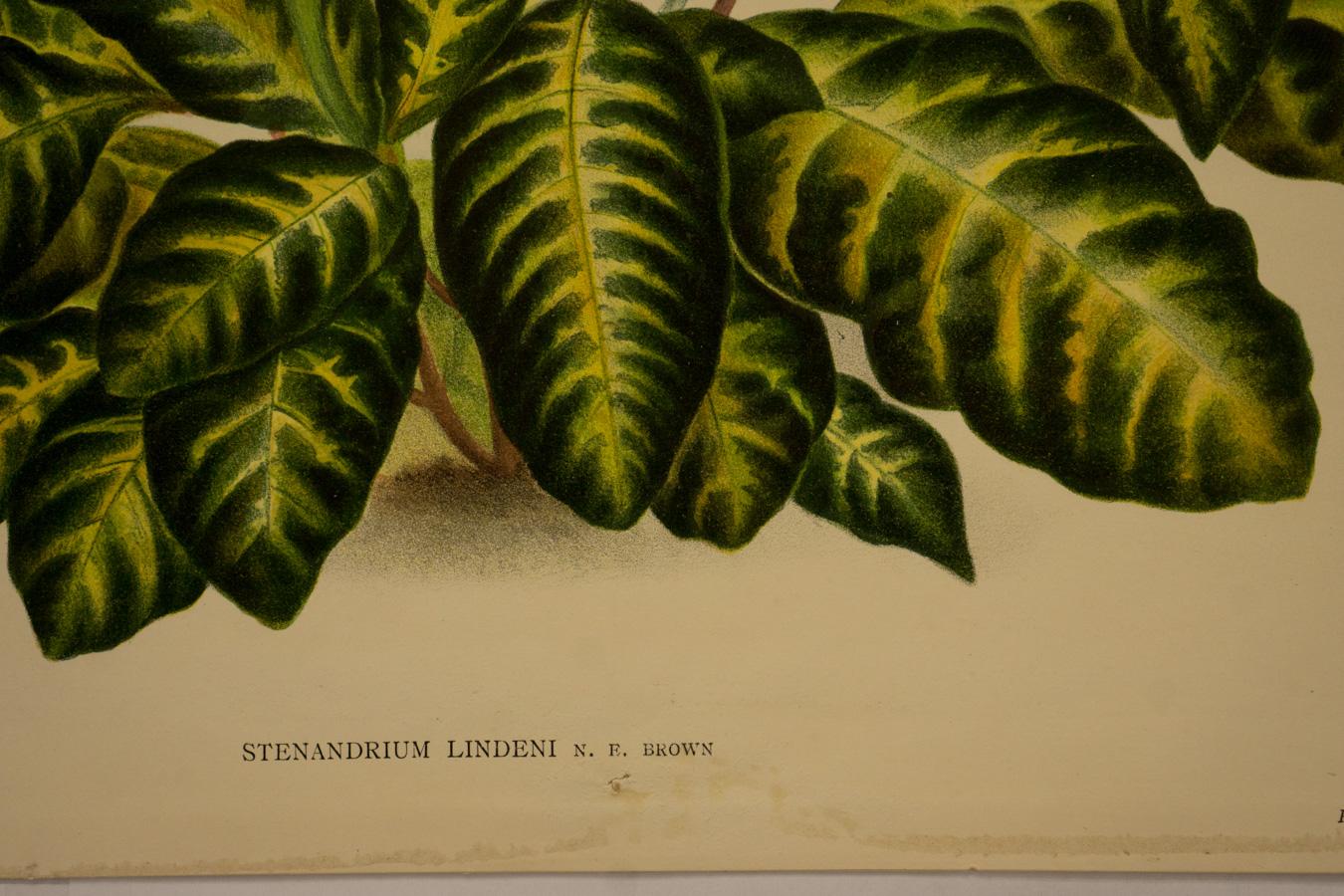 Stenandrium Lindeni N.E. Brown - Print by Peter De Pannemaeker
