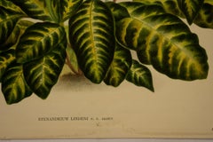 Stenandrium Lindeni N.E. Brown