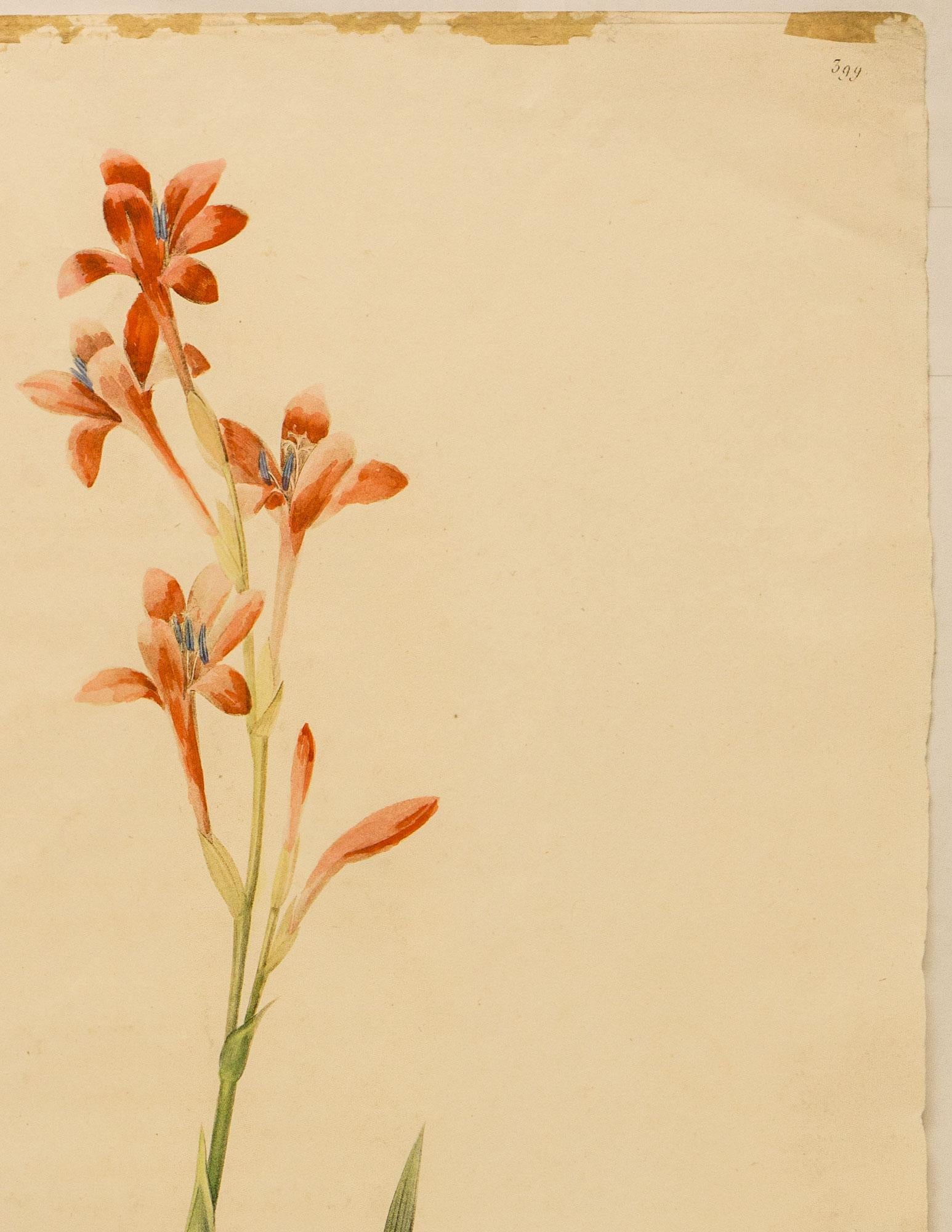 Gladiolus strictifloras. Glayeul a fleurs droites – Print von Pierre Joseph Redoute