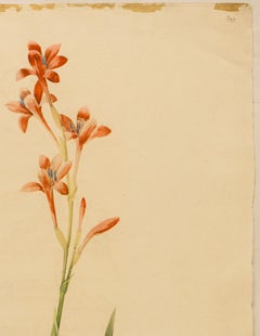 Gladiolus strictifloras. Glayeul a fleurs droites