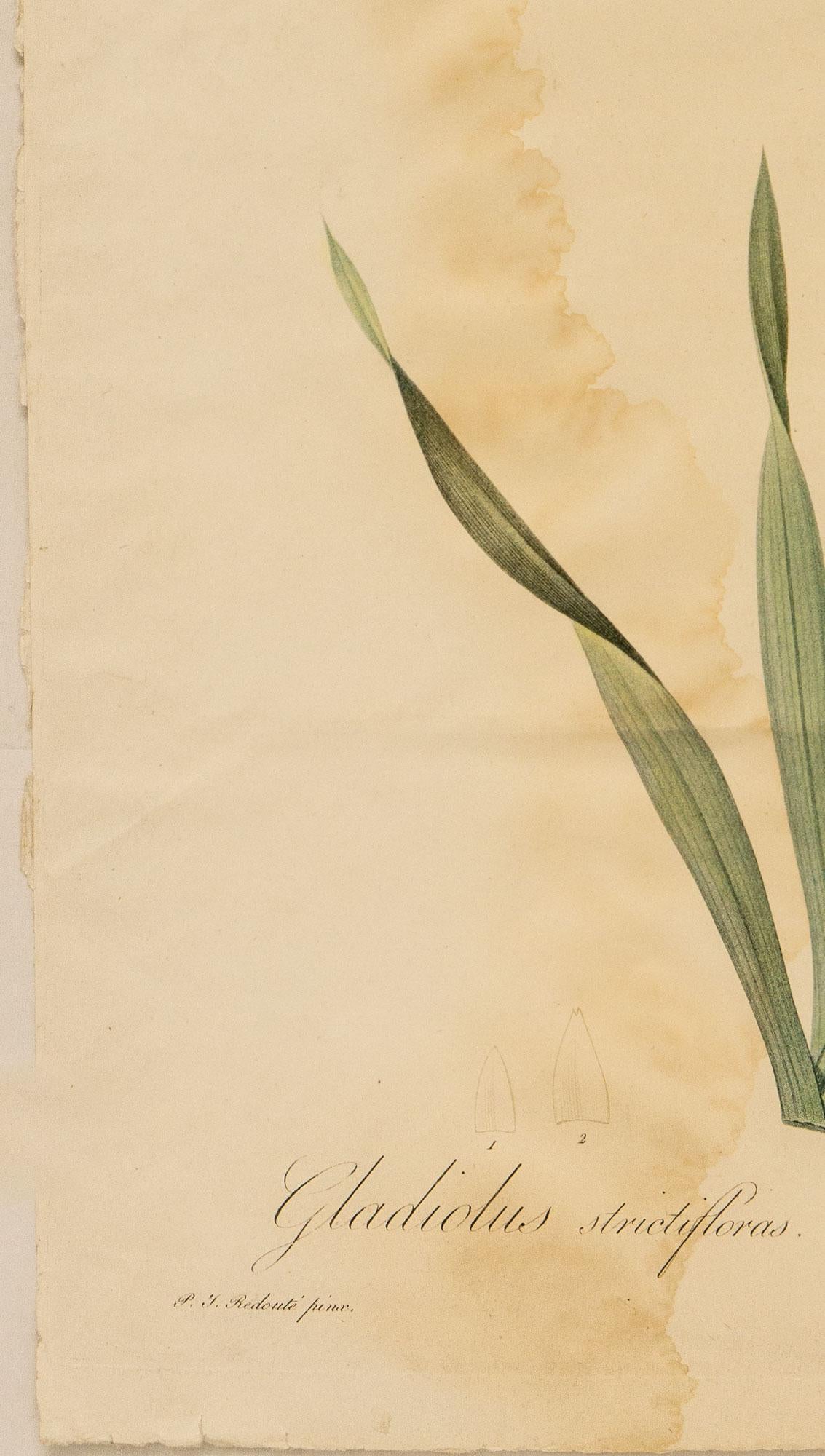 Gladiolus strictifloras. Glayeul a fleurs droites (Beige), Print, von Pierre Joseph Redoute