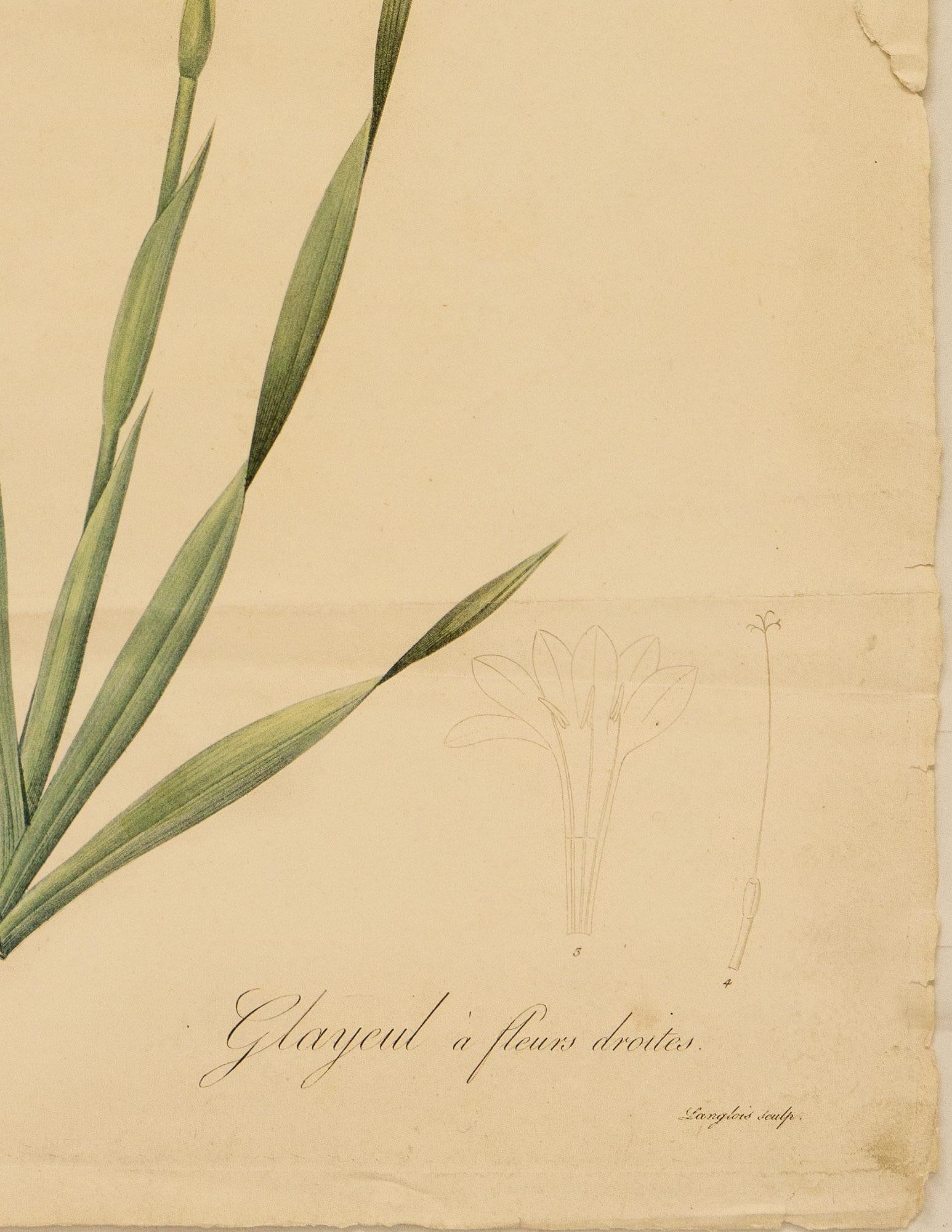Kolorierter Stich von Langlois nach dem Maler und Botaniker Pierre-Joseph Redouté (1759-1840), aus Les Liliacées, veröffentlicht 1802-1816. Redoutés größtes und ehrgeizigstes Werk, das zu seinen besten Arbeiten zählt, umfasst 486 Stiche in 8 Bänden