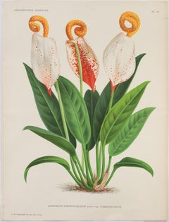 Used Arthurium Schertzerianum Schott var. Warocqueanum; Pl. LI