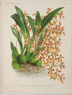 Odontoglossum Constrictum lindl. Var. Castaneum; Pl. LXVI