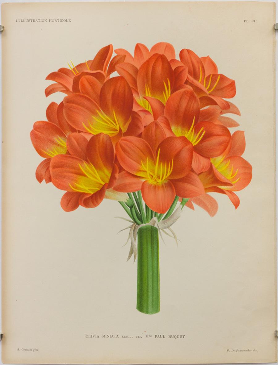 Peter De Pannemaeker Landscape Print - Clivia Miniata lindl. var. Madame Paul Buquet, Pl. CII