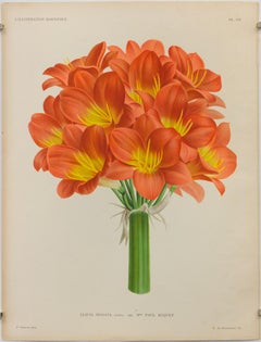 Clivia Miniata lindl. var. Madame Paul Buquet, Pl. CII