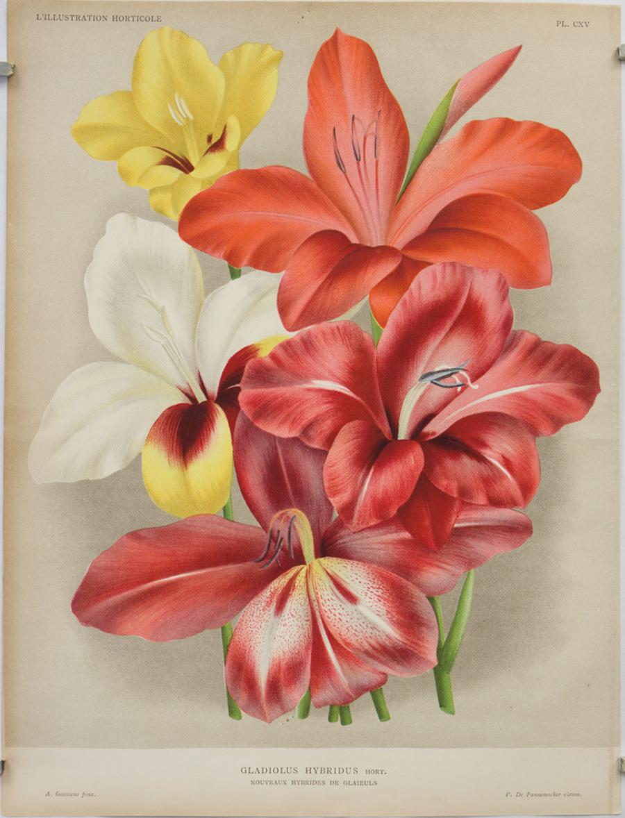 Peter De Pannemaeker Landscape Print - Gladiolus Hybridus Hort. Nouveaux Hubrides de Glaieuls; Pl. CXV