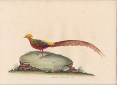 The Painted Pheasant, Male