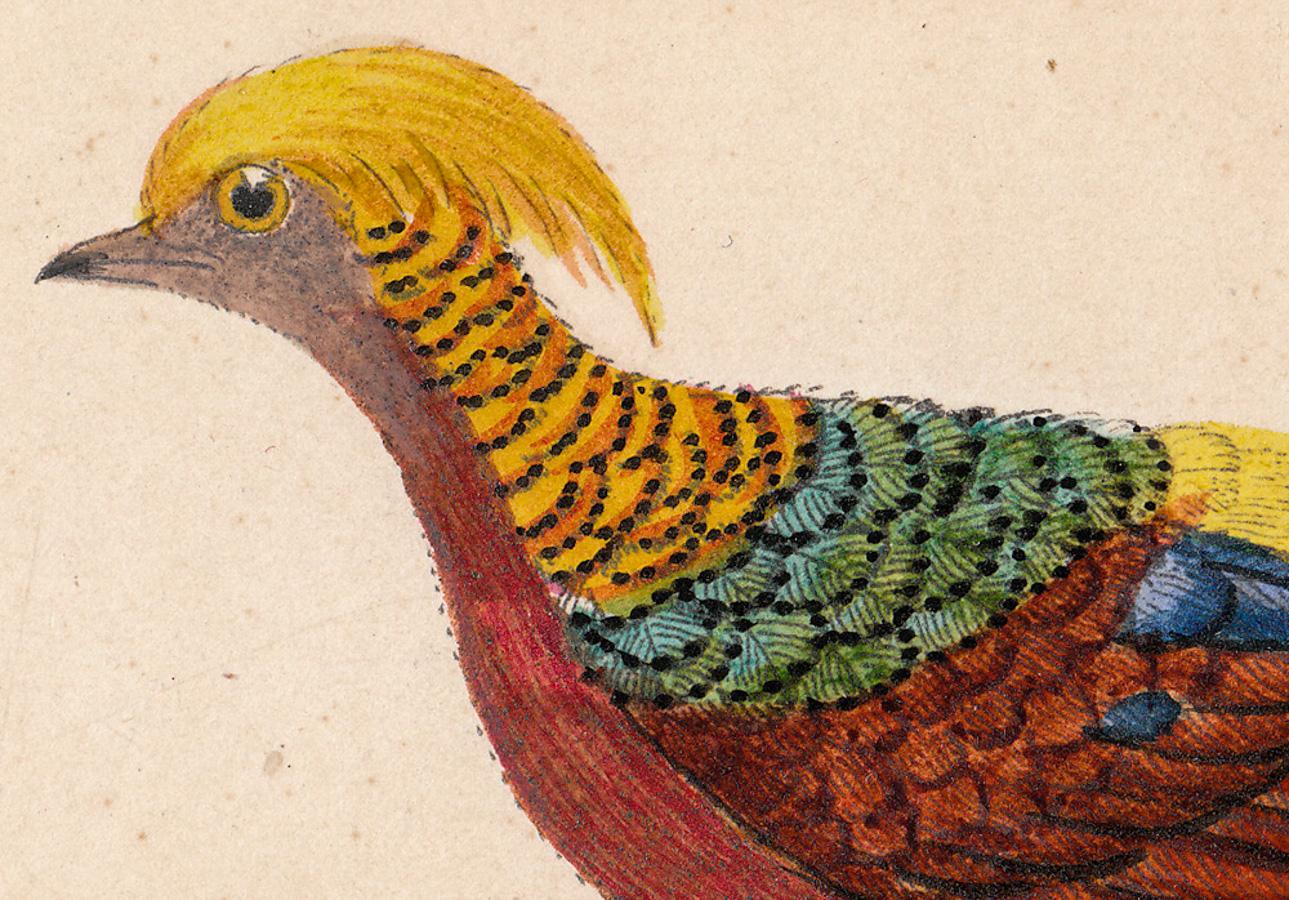 The Painted Pheasant, Male - Print by William Hayes