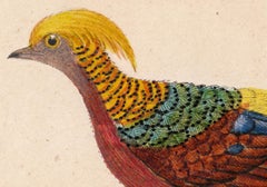 The Painted Pheasant, Male