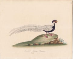 Pencilled Chinese Pheasant, Male