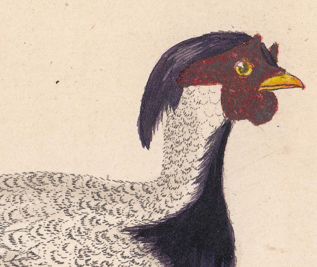 Pencilled Chinese Pheasant, Male - Print by William Hayes