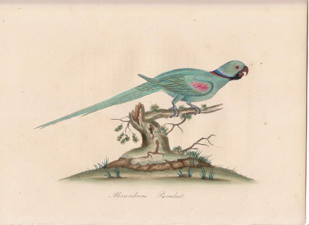 William Hayes Animal Print - Alexandrine Parrakeet