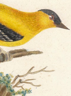 Yellow Gold Finch