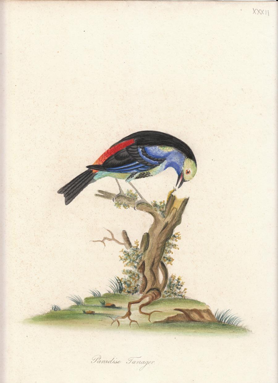 William Hayes Animal Print - Paradise Tanager